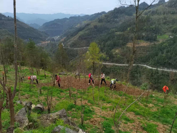 重庆彭水香椿产业再升级 林下套种助力乡村振兴_fororder_图片1